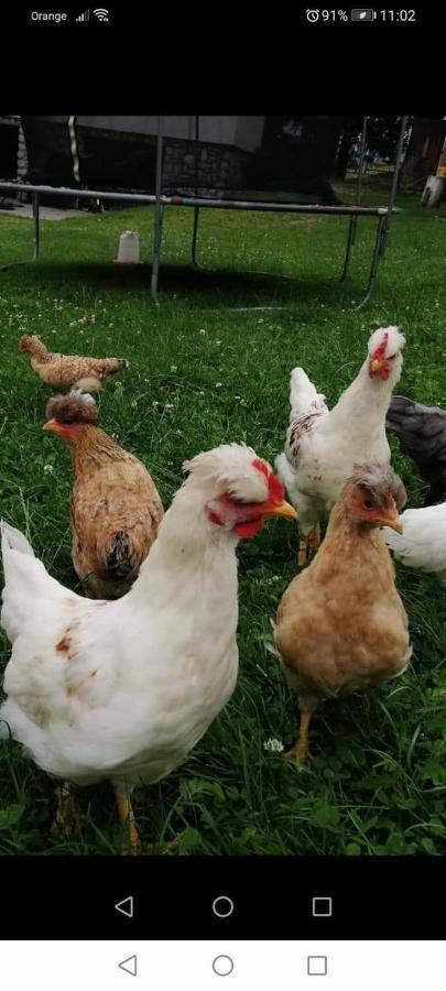 Agroturystyka Pod Lasem Poronin Esterno foto