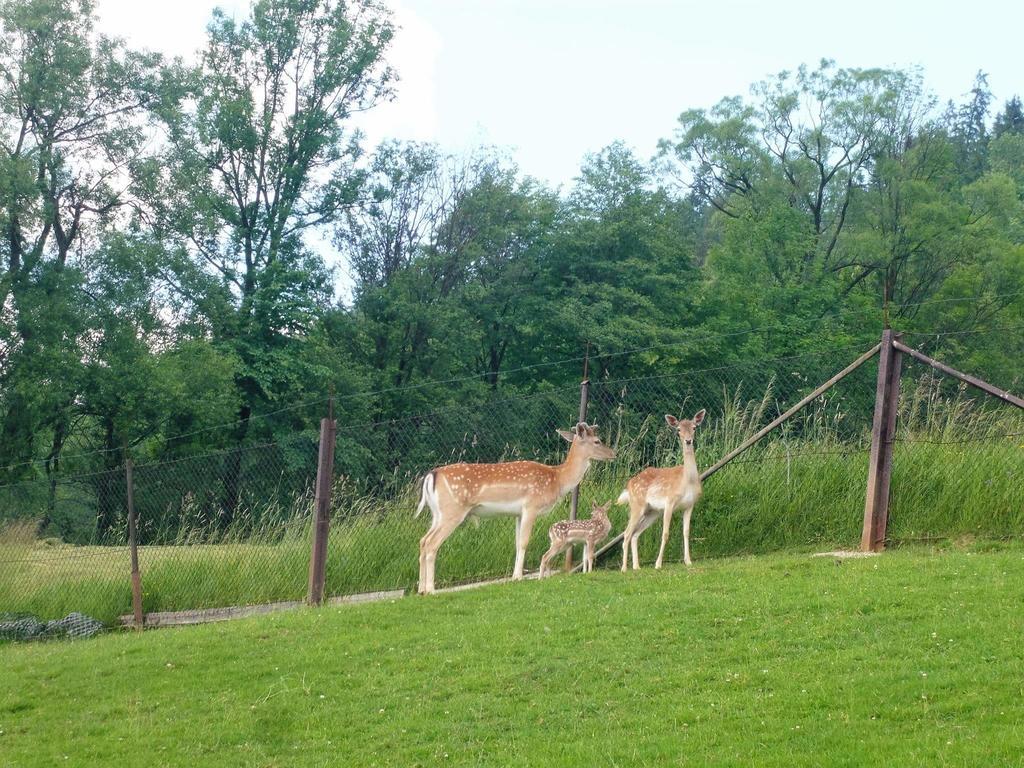 Agroturystyka Pod Lasem Poronin Esterno foto